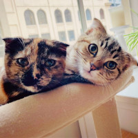 Photo of 🍹Julep & Gimlet🍹