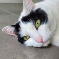 Photo of Tim Tam & Kit Kat