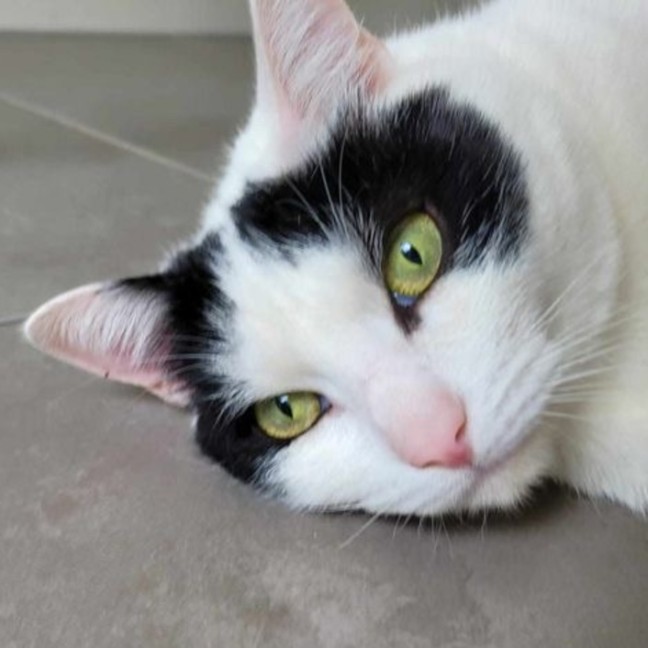 Photo of Tim Tam & Kit Kat