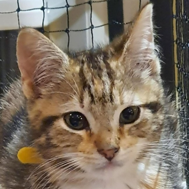 Photo of Whitney ** 2nd Chance Cat Rescue **