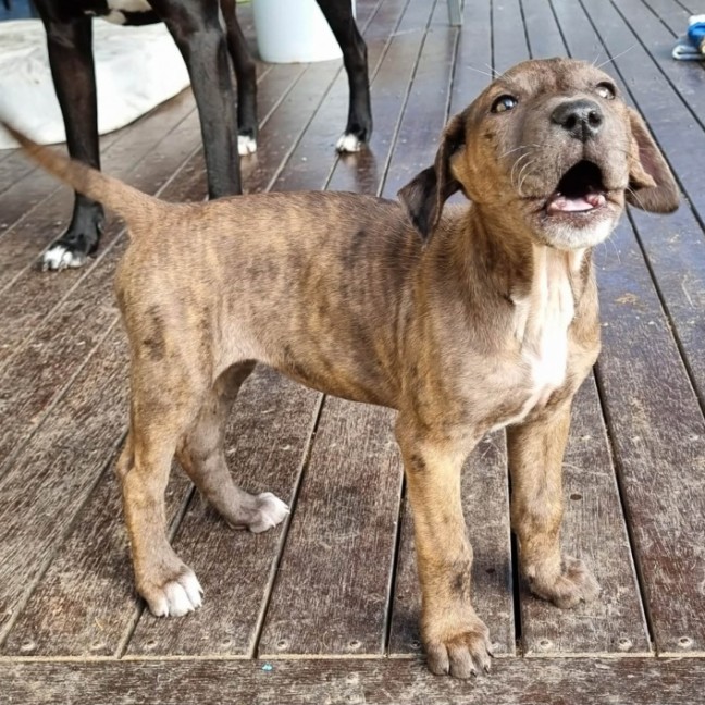 Photo of Nutmeg Puppy
