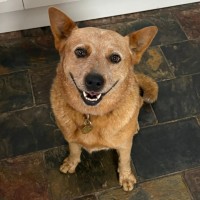 Photo of Brandylicious