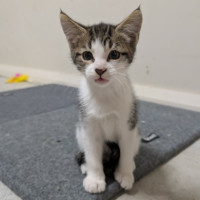 Photo of Flossy