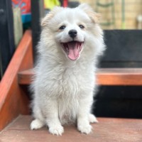 Photo of Fluffy 💚