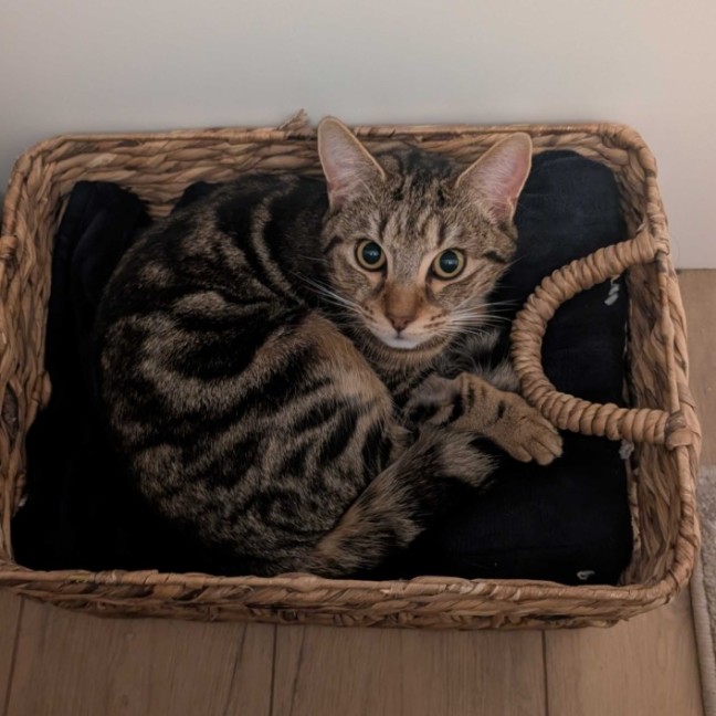 Photo of Linus 