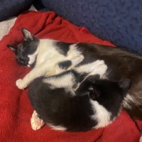 Photo of Lani **2nd Chance Cat Rescue**