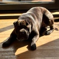 Photo of Obi