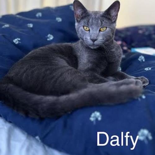 Dalfy - Domestic Short Hair (DSH) Cat