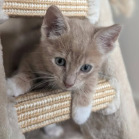 Photo of Ziggy