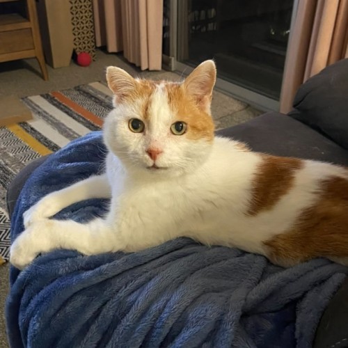 Bobby - Domestic Short Hair (DSH) Cat