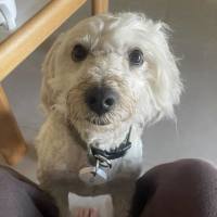 Photo of Scruffy