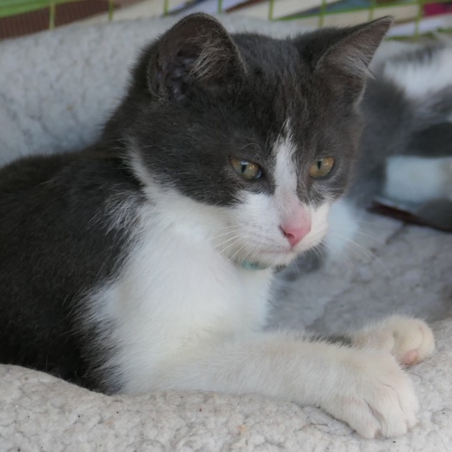 Photo of Blueberry