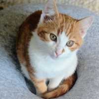 Photo of Humphrey