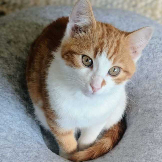 Photo of Humphrey