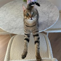 Photo of Sam I Am 