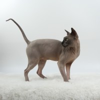 Photo of Mr Bobinsky