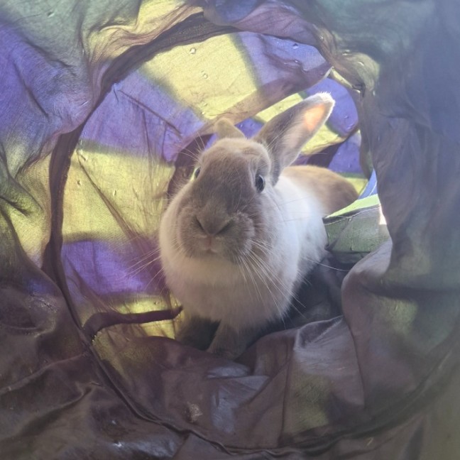 Photo of Muffin