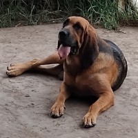 Photo of Dixie & Daisy