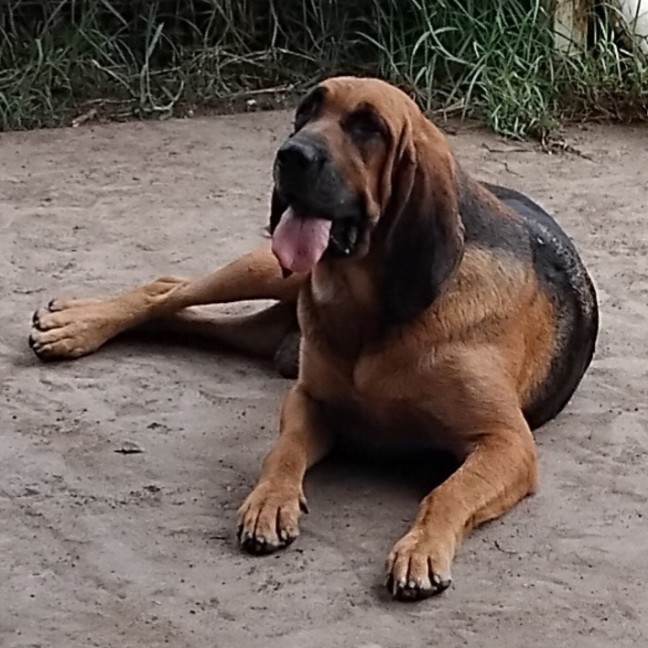 Photo of Dixie & Daisy