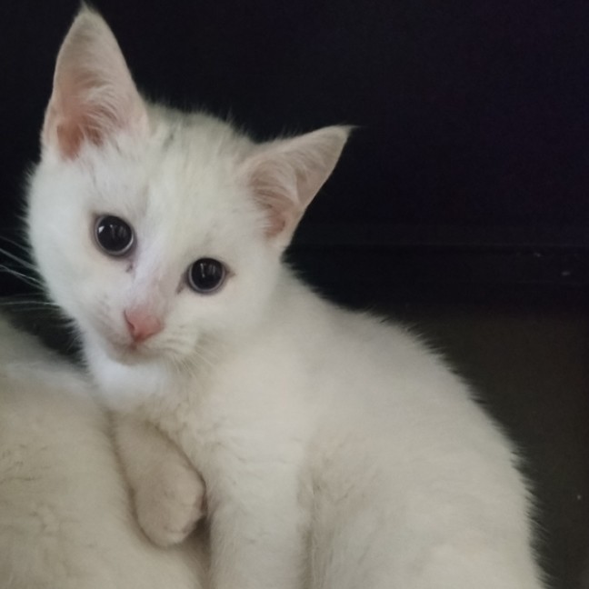 Photo of Samwise Gamgee 👑