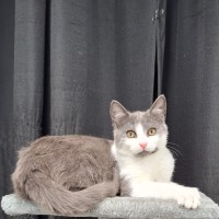 Photo of Alani