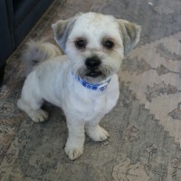 Photo of Toby