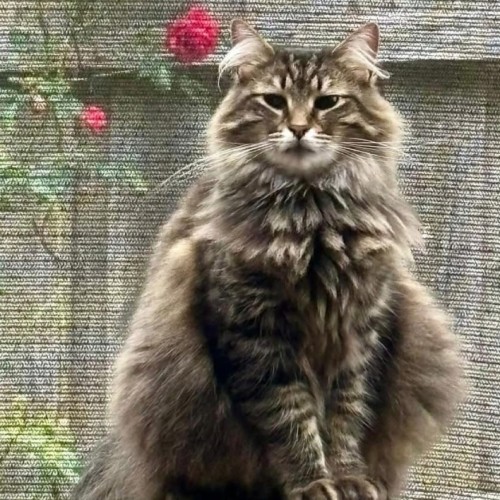 Moon - Domestic Medium Hair (DMH) Cat