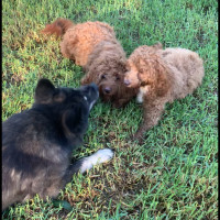 Photo of Humphrey & Heidi 