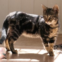 Photo of Morchella