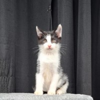 Photo of Wyatt