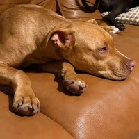 Photo of Murphy