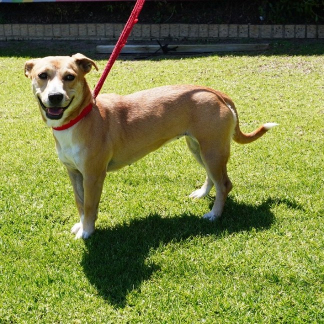 Photo of Pixie