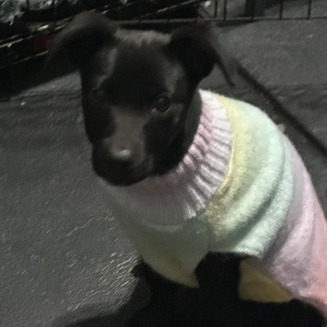 Photo of Trixie 🐶🦄