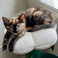 Photo of 🌷 Peppa 🌷