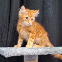 Photo of Cheeto