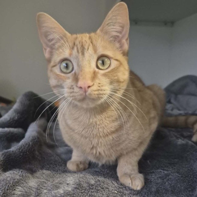 Photo of Twistie