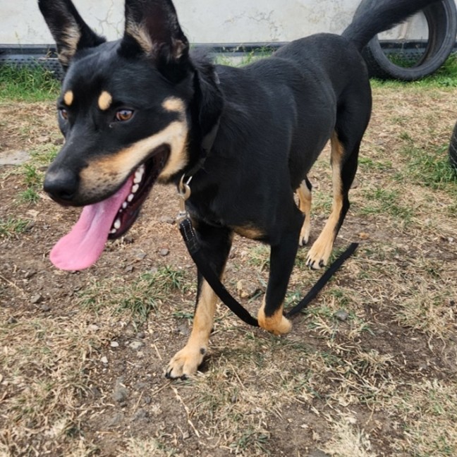 Photo of Whisky (65472)