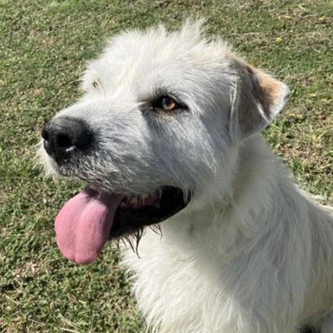 Photo of Hank 