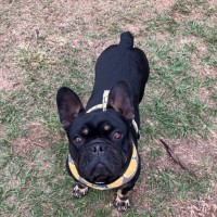 Photo of Buddy