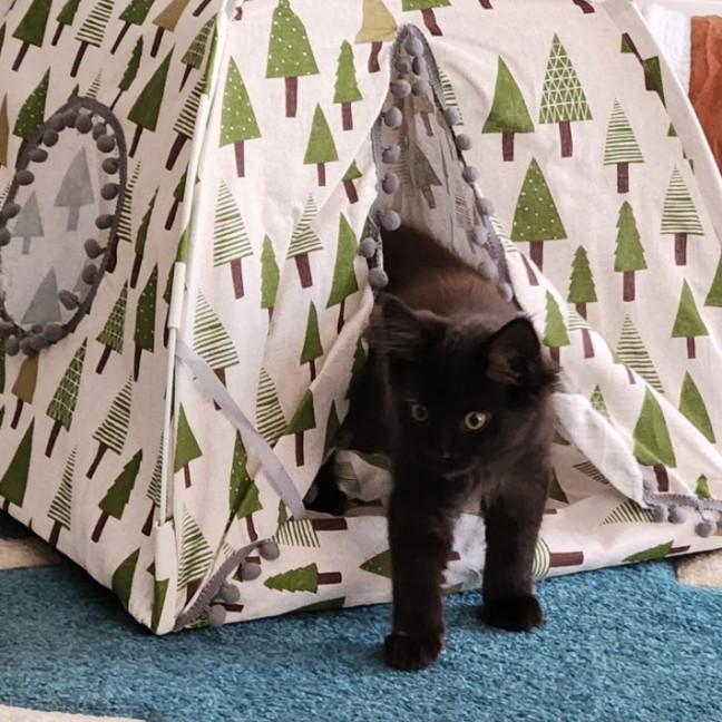 Photo of Buster ^^Dandy Cat Rescue^^