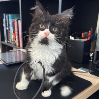 Photo of Maya ^^Dandy Cat Rescue^^