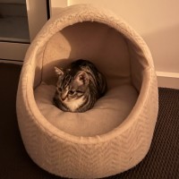Photo of Junee