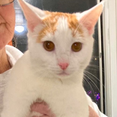 Quincey - Domestic Short Hair (DSH) Cat