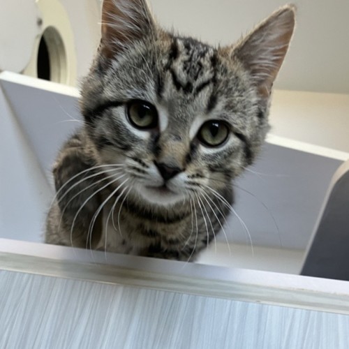 Pepper - Domestic Short Hair (DSH) Cat