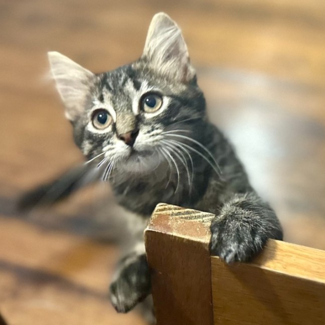 Photo of Howie **2nd Chance Cat Rescue**