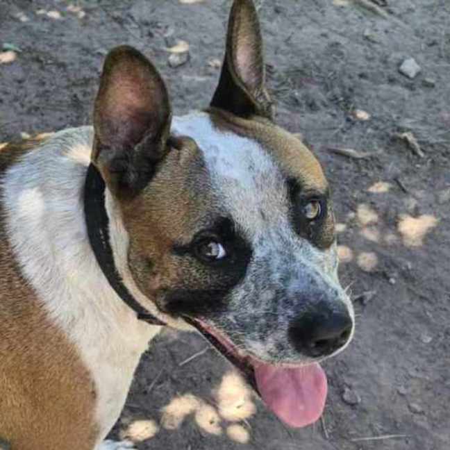 Photo of Buddy