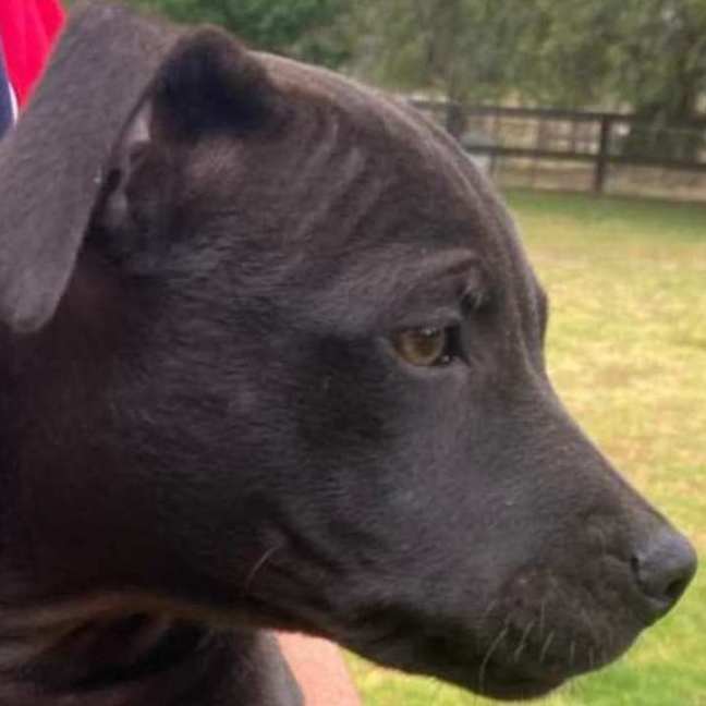 Photo of Louie ~ Staffy X Beagle Puppy