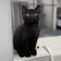Photo of Hex