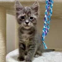 Photo of Charlie 🐱