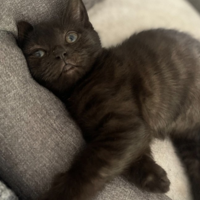 Photo of Muffin🧁